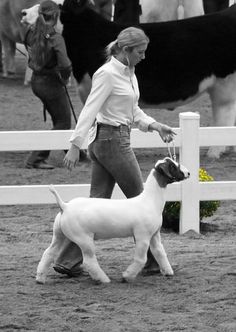 a woman is holding the reins of a sheep