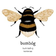 a bee with the name bumbog on it