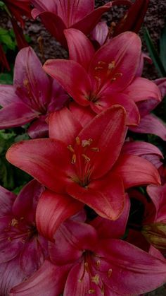 #homedecor, #interiordesign, #homedesign, #decor inspiration Lilies In The Garden, Red Lily Wallpaper, Red Lily Aesthetic, Lilys Aesthetic Flower, Lily Wallpaper Aesthetic, Lilies Flowers Aesthetic, Tiger Lily Aesthetic, Plante Aesthetic