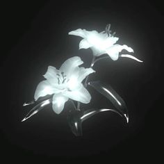 two white lilies in the dark on a black background with light shining through them