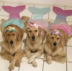 three dogs are wearing mermaid hats and sitting on the floor