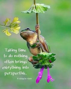 a frog sitting on top of a flower with a quote about taking time to do nothing often brings everything into perspective