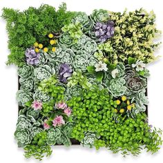 an arrangement of green plants and flowers on a white background