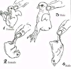 the instructions for how to use an animal's hand sanitizer and brush