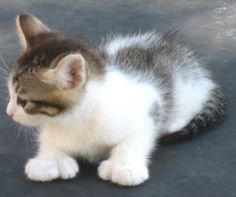 a small kitten is sitting on the ground