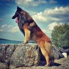 a dog sitting on top of a large rock near the ocean with its tongue hanging out