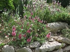 pink and white flowers are growing on the rocks