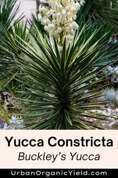 yucca constricta in the garden with text overlay that reads, bueckley's yucca