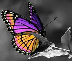 a close up of a butterfly on a flower