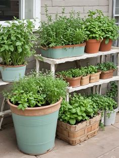 several potted plants are sitting on a shelf