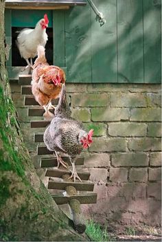 three chickens are climbing the stairs to their coop