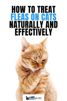 an orange cat with its eyes closed and the words how to treat fleas on cats naturally and effectively