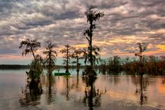 trees are in the water with clouds above them