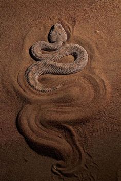 a snake is in the sand with its head turned to look like it's curled up