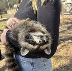 a raccoon is held in someone's pocket with its head sticking out