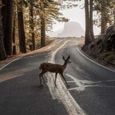 a deer crossing the road in front of some trees