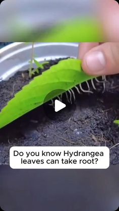 a person holding a green plant with the words do you know hydrangea leaves can take root?