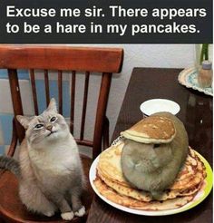 a cat sitting on a chair next to a plate with pancakes and a hamster