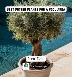 an olive tree in a pot with the words best potted plants for a pool area