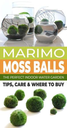 moss balls in glass vases with text that reads, tips, care & where to buy