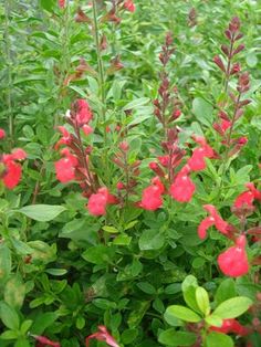 red flowers are blooming in the green grass