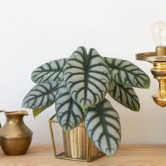 a potted plant sitting on top of a wooden table next to a gold lamp