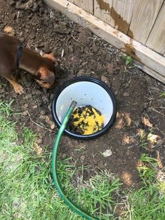 a dog laying on the ground next to a bowl with food in it's mouth