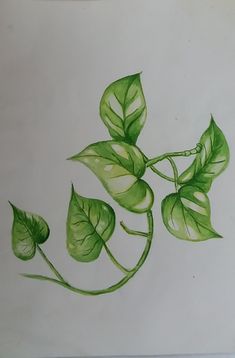 a drawing of some green leaves on a white paper