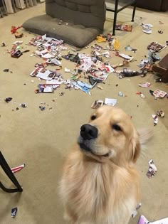 a dog sitting on the floor in front of a pile of papers and other items