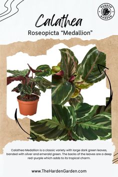 the label for calathea roseopia medallion