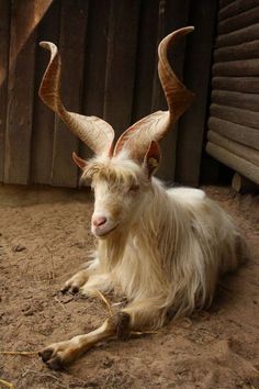 a goat with long horns laying on the ground in front of a wooden fence and building