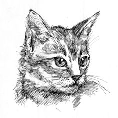 a black and white drawing of a cat's face