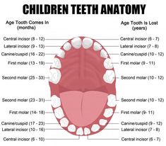 Anatomy Children Teeth Wall Decal - WallMonkeys.com – Wallmonkeys Teeth Eruption Chart, Dentist Career, Baby Tooth Chart