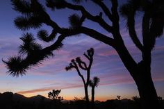 the sun is setting behind some trees in the desert, with mountains in the distance