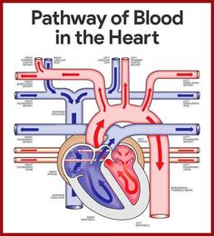 the pathway of blood in the heart