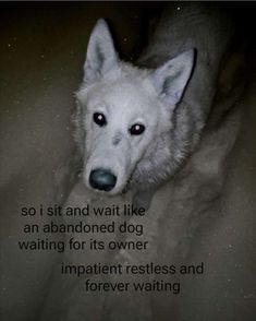 a white dog with red eyes and a quote on it