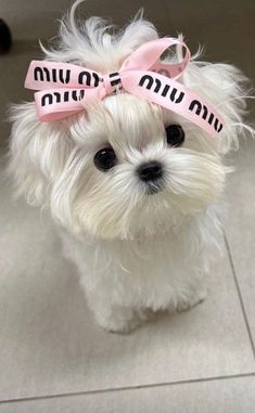 a small white dog with a pink bow on it's head and name tag