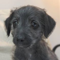 a small black dog sitting on top of a white couch next to a wall and looking at the camera