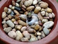 there is a small bird that is sitting on some rocks in a flower pot,