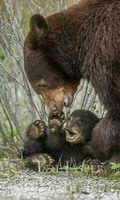 a mother bear and her cubs playing in the woods together, with their paws on each other's chest