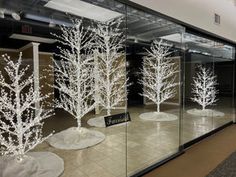 there are many white trees in the glass case