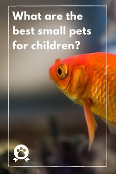 an orange fish with the caption what are the best small pets for children?