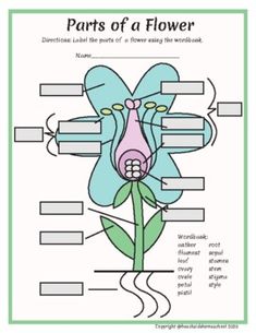 parts of a flower worksheet for kids with pictures on the front and back