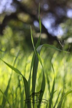 the green grass is growing in the sunlight