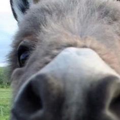 a close up view of a horse's face and nose with grass in the background