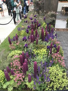 purple and yellow flowers are in the middle of a flower garden with people walking by