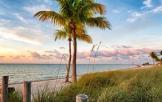 palm trees on the beach at sunset with water in the background and clouds in the sky