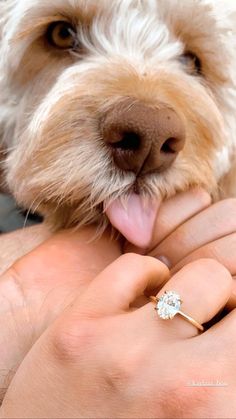 Puppies and proposals. 🐶💍 #proposals #engagement #engagementring #proposalinpiration #engagementringinspiration #oval #ovalring #rosegold #rosegoldring #puppies #dog #diamonds #diamondring #trending #engagementtrends Ring Rosegold, Popular Rings, Oval Diamond Engagement Ring, Unique Diamond Rings, Oval Engagement, Best Engagement Rings, Simple Engagement Rings, Wedding Rings Rose Gold