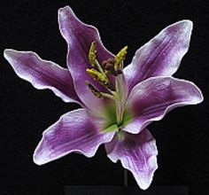 a purple flower with green stamens in a black vase against a dark background