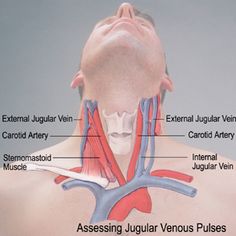 an image of the neck and throat with labels on it's major vessels, including the